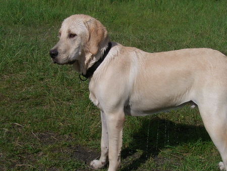 Labrador Retriever Bruno hat gebadet