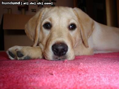 Labrador Retriever Romy