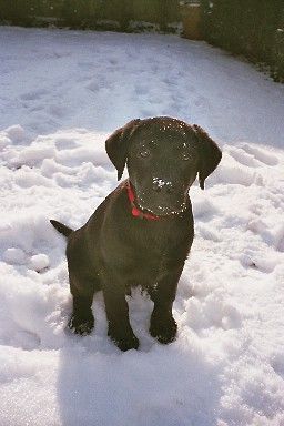 Labrador Retriever Rocco im Schnee