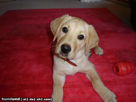 Labrador Retriever Romy