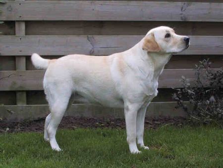 Labrador Retriever Yellow Rose