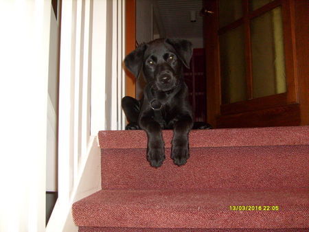 Labrador Retriever *Baghira* unser hübscher schatz!