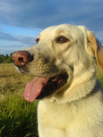 Labrador Retriever Sam im Feld