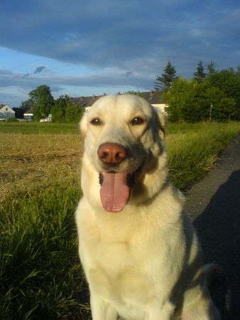 Labrador Retriever Sam im Feld2