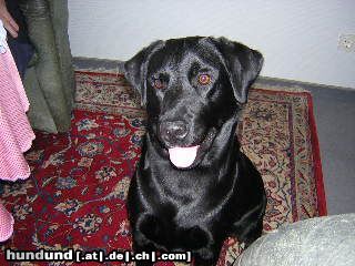 Labrador Retriever