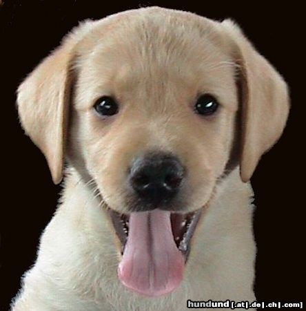 Labrador Retriever Das ist Sam mit ca10 wochen