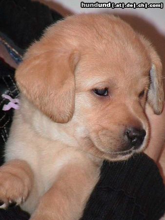 Labrador Retriever Das ist Sam mit ca 6 wochen