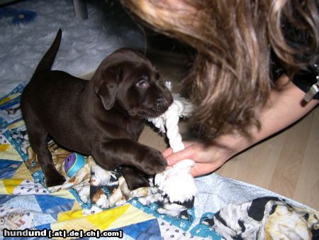 Labrador Retriever Alles Meins!!!