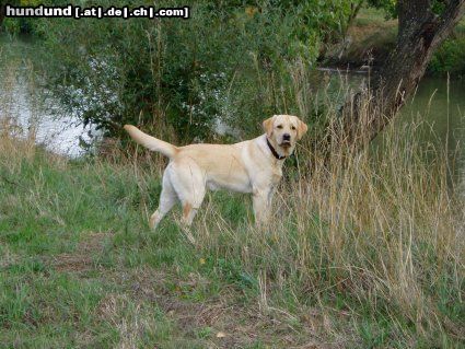 Labrador Retriever Das ist Sam mit ca 9 monaten beim Spaziergang