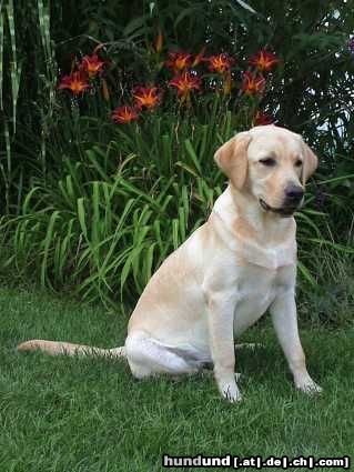 Labrador Retriever Das ist Sam mit ca 8 monaten