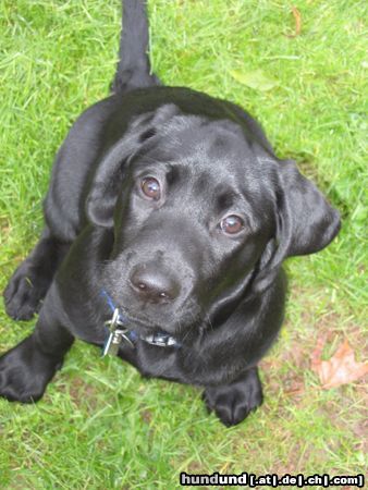 Labrador Retriever Unsere Scout mit 13 Wochen