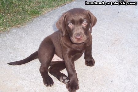 Labrador Retriever Shila Schokolabbidame