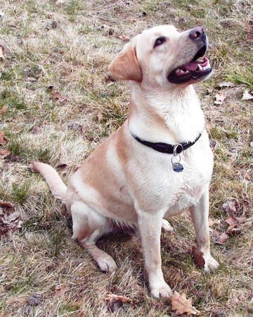 Labrador Retriever Nero2