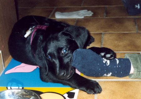 Labrador Retriever ACH DU DICKER HUND!  Dürfen wir vorstellen: Socke mit seiner Socke!