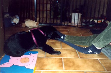 Labrador Retriever Socke samt Socke die Zweite