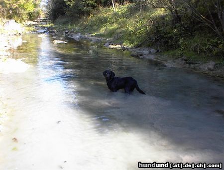 Labrador Retriever Unser Wassernarr