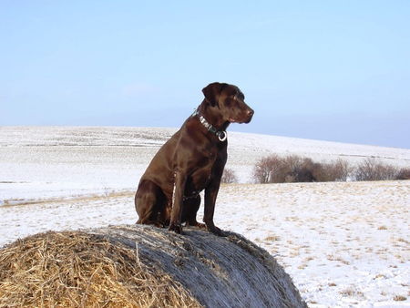 Labrador Retriever Toller Ausblick