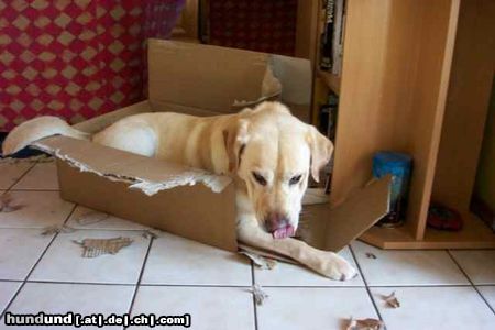 Labrador Retriever spiel mit mir...