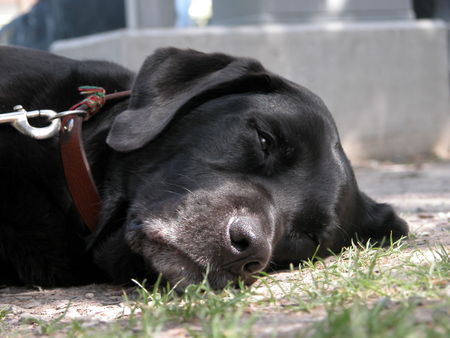 Labrador Retriever Schnarch!