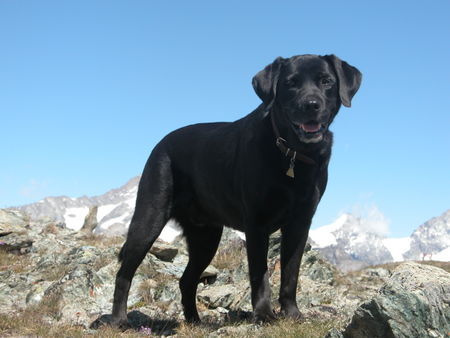 Labrador Retriever Ich in Zermatt