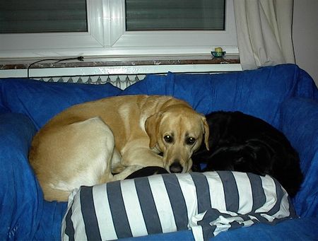 Labrador Retriever Falco & Silvester