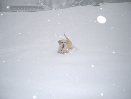 Labrador Retriever Boo im Urlaub