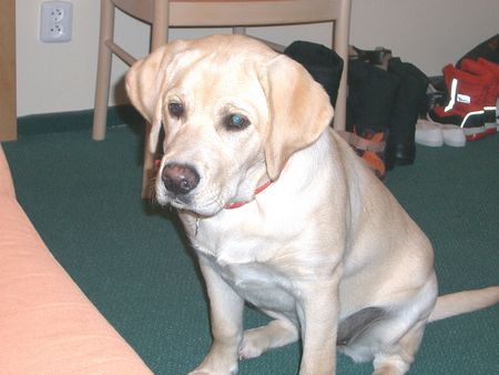 Labrador Retriever Boo 