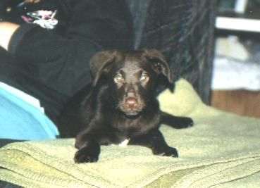 Labrador Retriever Tiger