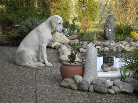 Labrador Retriever Tinka (2) würde so gerne mit den Fischen spielen