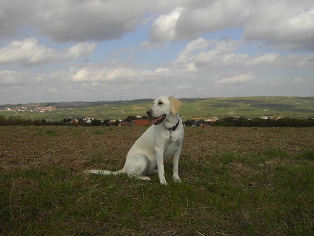 Labrador Retriever Der Duft der Felder und diese Aussicht, Tinka liebt es.