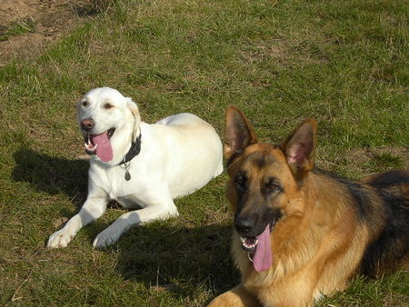 Labrador Retriever Tinka (2) und Ilo (2) eine wahre Hundeliebe