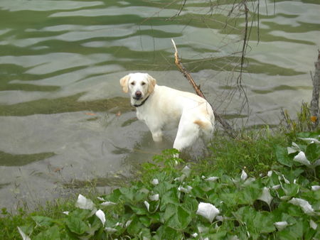 Labrador Retriever ich werde jetzt eine Runde schwimmen