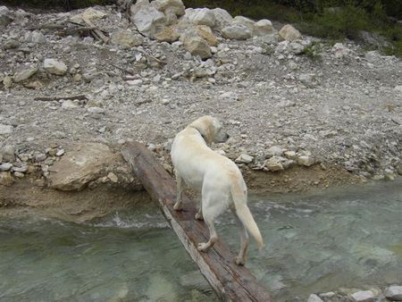 Labrador Retriever Olympische Disziplin