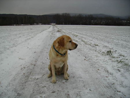 Labrador Retriever Tom