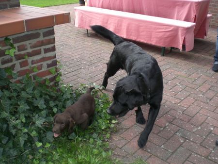 Labrador Retriever Timba und Uma