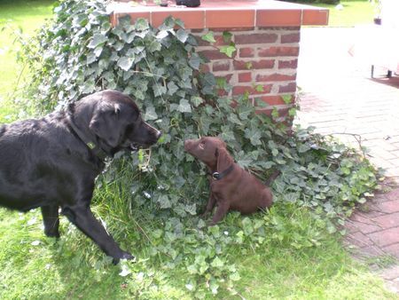 Labrador Retriever Timba und Uma