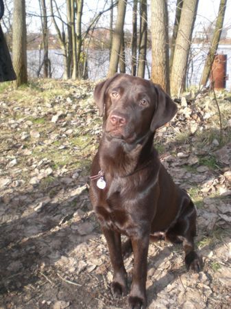 Labrador Retriever Frauchens ganzer Stolz ... Uma 8 Monate