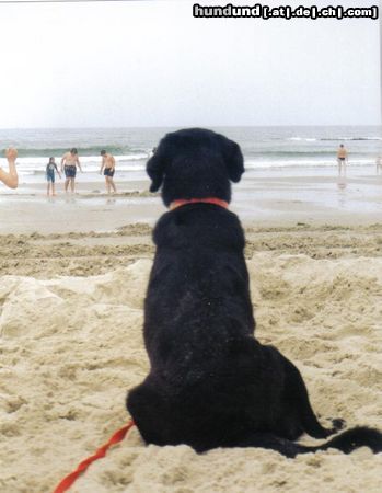 Labrador Retriever Casy am strand