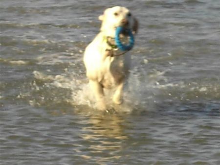 Labrador Retriever Urlaub und Waser ! Tinka liebt es!