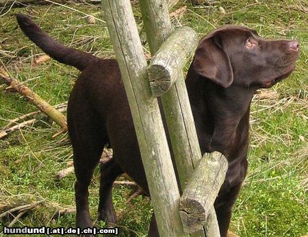 Labrador Retriever