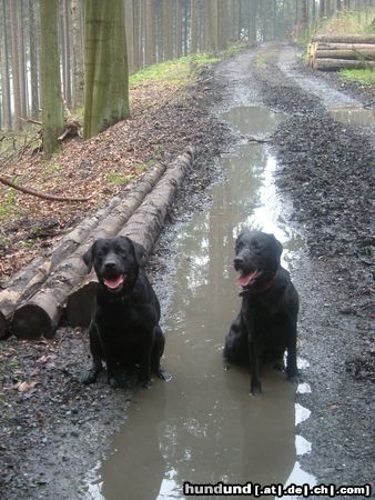 Labrador Retriever Jago (rechts) und Kumpel Linus