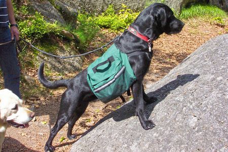 Labrador Retriever Ilex beim Wandern..