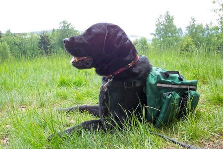 Labrador Retriever Ilex beim Wandern..