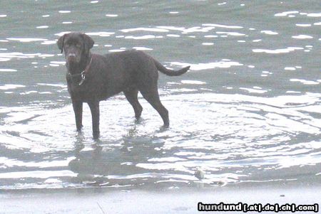 Labrador Retriever ...das ist mein Element!