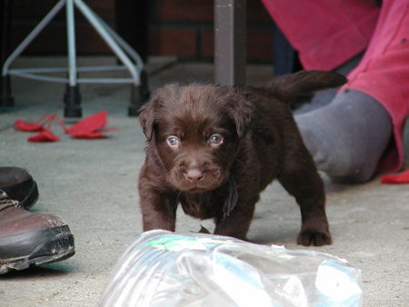 Labrador Retriever Mr.jingels 