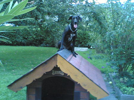 Labrador Retriever Ich bin ein Labrador-Mix-Wetter-Hund!!!