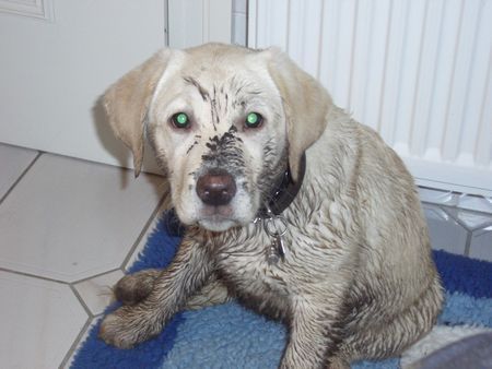 Labrador Retriever Unsere Pebbles, ein typisches Bild