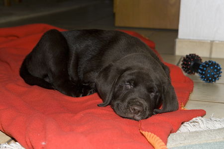 Labrador Retriever Benji mit 9 Wochen