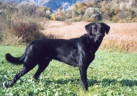 Labrador Retriever Arco geniest den Frühling