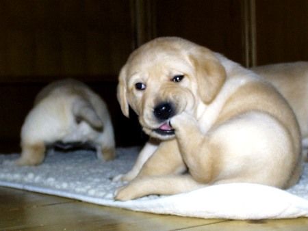 Labrador Retriever Afra 9.1.2003